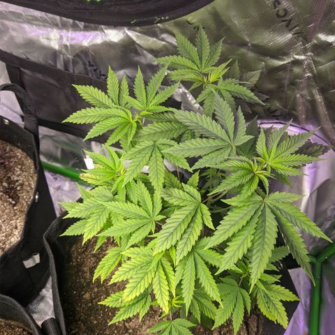 Gorilla Glue #4 growlog timeline photo