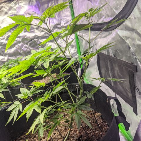 Gorilla Glue #4 growlog timeline photo