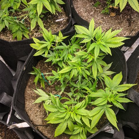 Moby-D growlog timeline photo