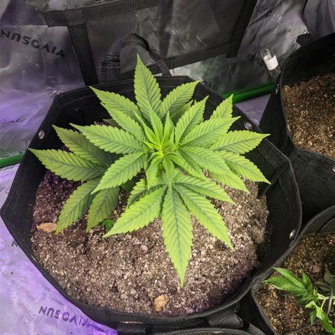 Moby-D growlog timeline photo