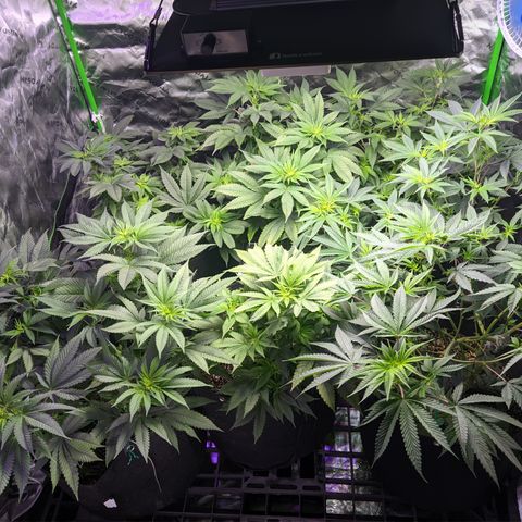Moby-D growlog timeline photo