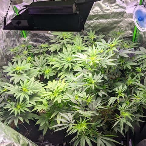 Moby-D growlog timeline photo