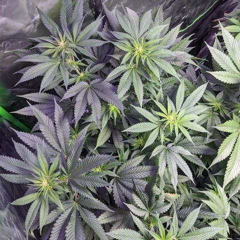 Moby-D growlog timeline photo