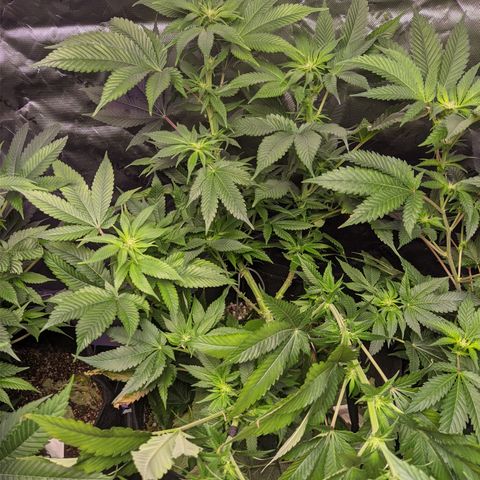 Moby-D growlog timeline photo
