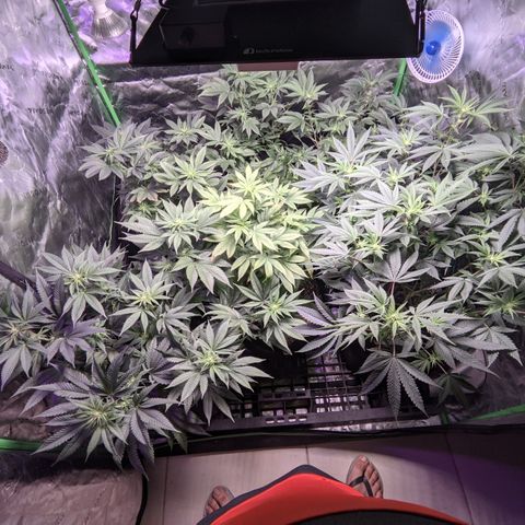 Moby-D growlog timeline photo