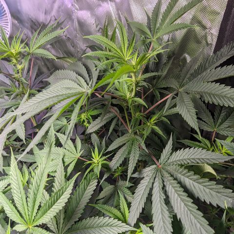 Moby-D growlog timeline photo