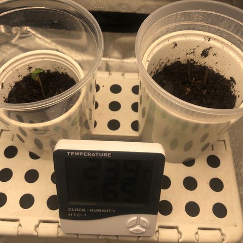 Big Bud growlog timeline photo