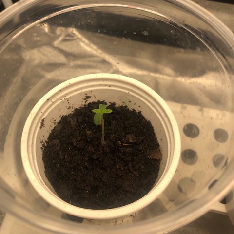 Big Bud growlog timeline photo