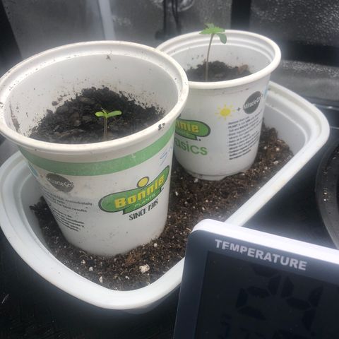 Big Bud growlog timeline photo