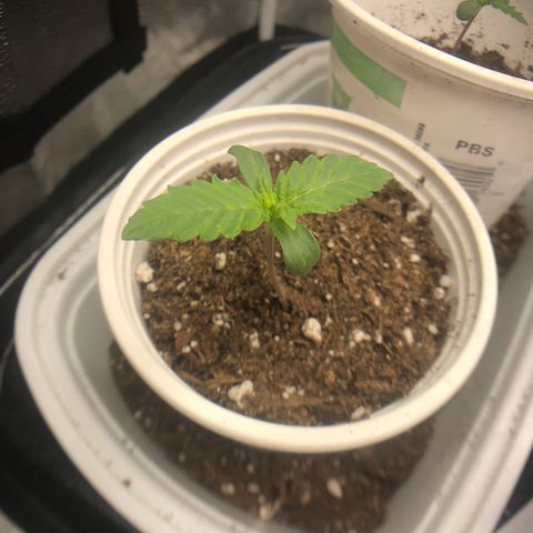 Big Bud growlog photo: bb1