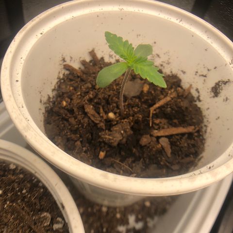 Big Bud growlog photo: bb2