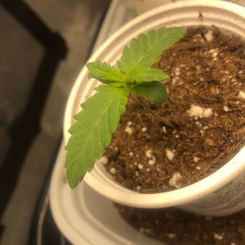 Big Bud growlog timeline photo