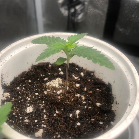 Big Bud growlog timeline photo