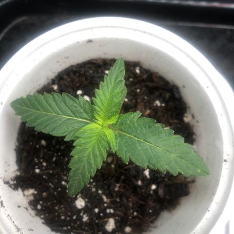 Big Bud growlog timeline photo