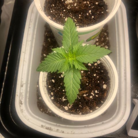 Big Bud growlog timeline photo