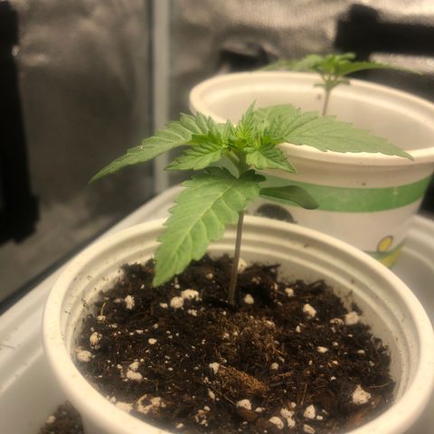 Big Bud growlog timeline photo