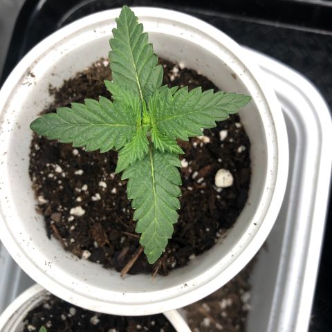 Big Bud growlog timeline photo