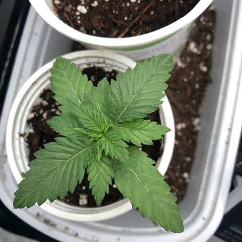 Big Bud growlog timeline photo