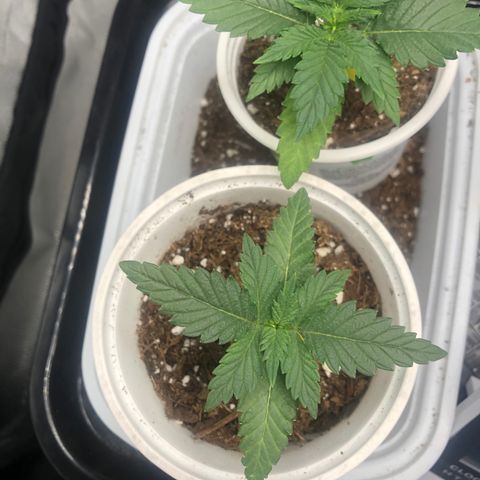Big Bud growlog timeline photo