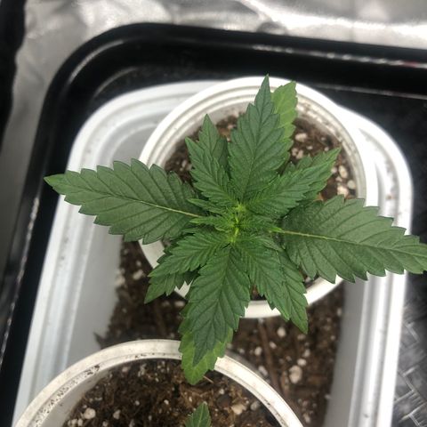 Big Bud growlog timeline photo