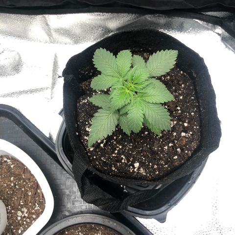 Big Bud growlog timeline photo