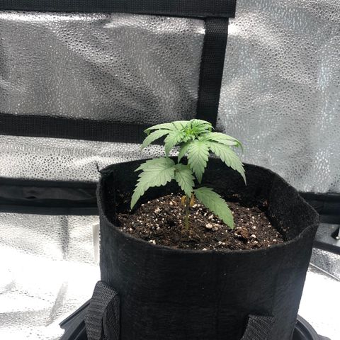 Big Bud growlog timeline photo