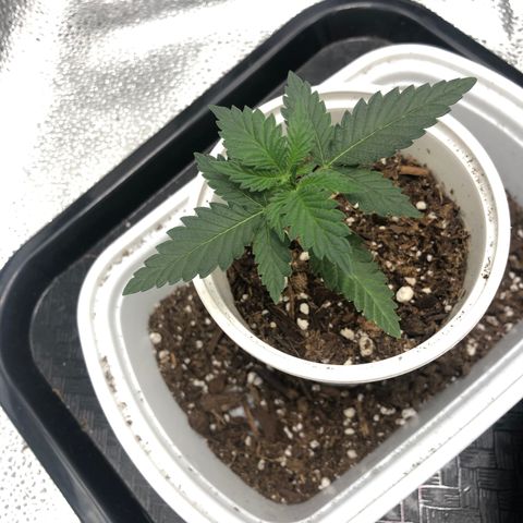 Big Bud growlog timeline photo
