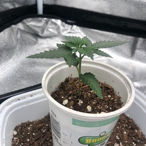Big Bud growlog timeline photo