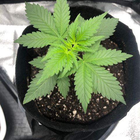 Big Bud growlog photo: BB1 recovered from transplant 