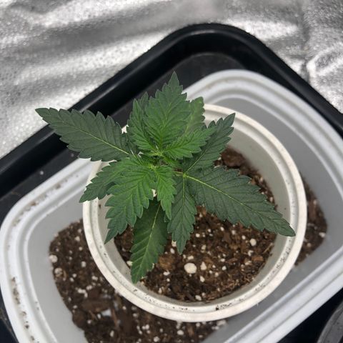 Big Bud growlog photo: BB1 recovered from transplant 