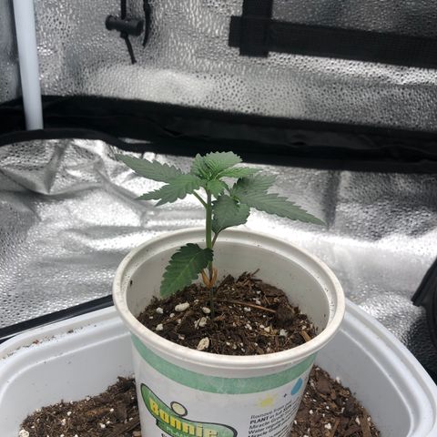 Big Bud growlog photo: BB1 recovered from transplant 