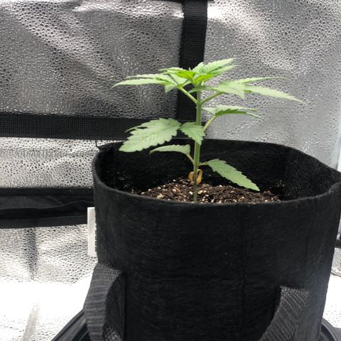 Big Bud growlog photo: BB1 recovered from transplant 