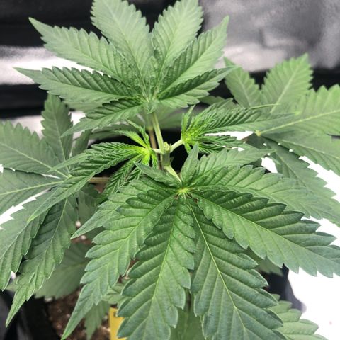 Big Bud growlog photo: topped after 2nd set of 9 leaves