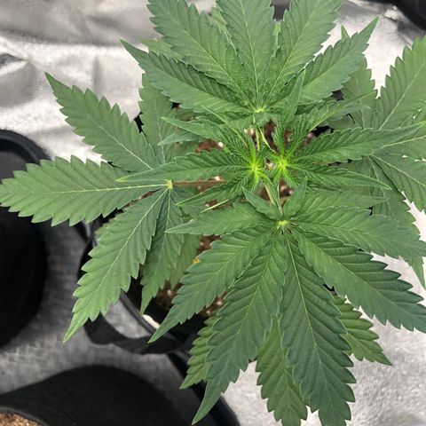 Big Bud growlog timeline photo