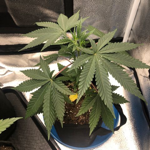 Big Bud growlog timeline photo