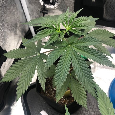 Big Bud growlog timeline photo