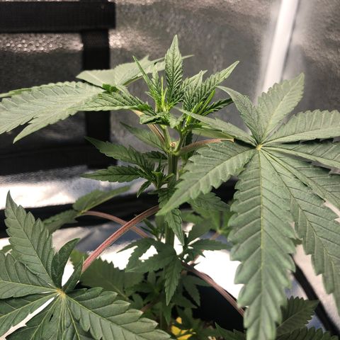 Big Bud growlog timeline photo