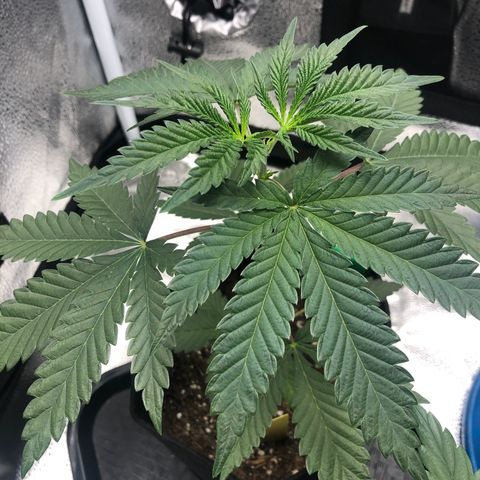 Big Bud growlog timeline photo