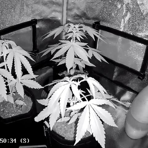 Big Bud growlog timeline photo
