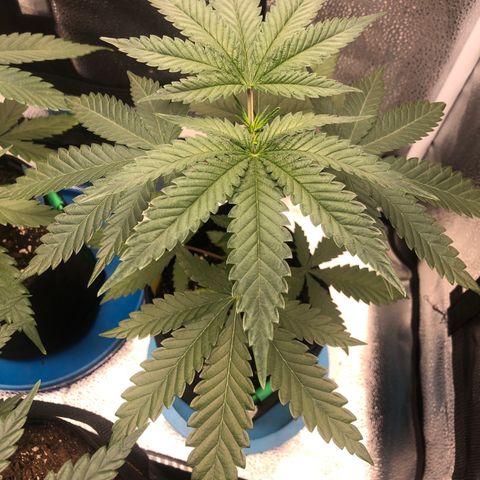 Big Bud growlog timeline photo