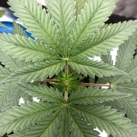 Big Bud growlog timeline photo