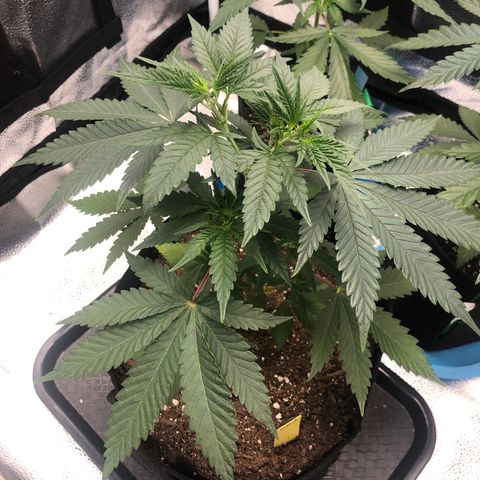 Big Bud growlog timeline photo