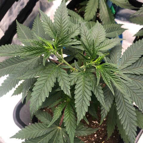 Big Bud growlog timeline photo