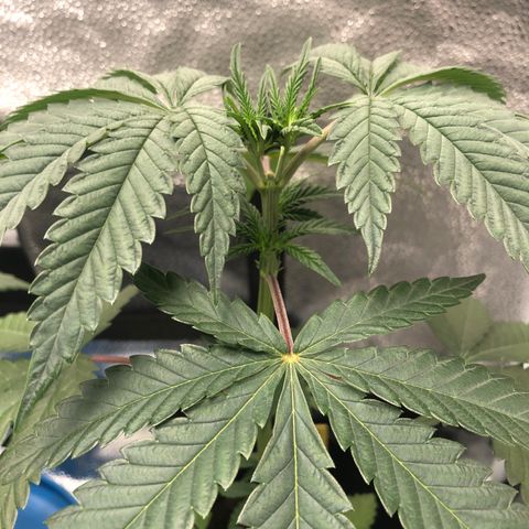 Big Bud growlog timeline photo