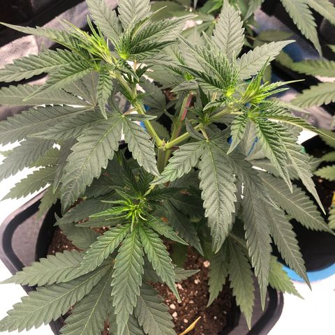 Big Bud growlog timeline photo