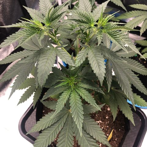 Big Bud growlog timeline photo