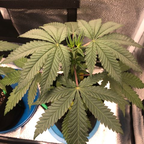 Big Bud growlog timeline photo