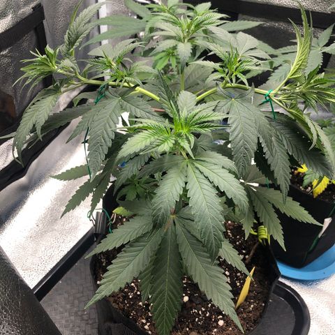 Big Bud growlog timeline photo