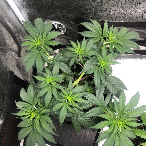 Big Bud growlog timeline photo