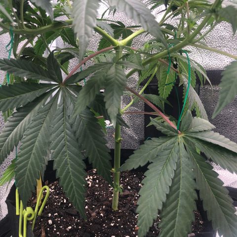Big Bud growlog timeline photo